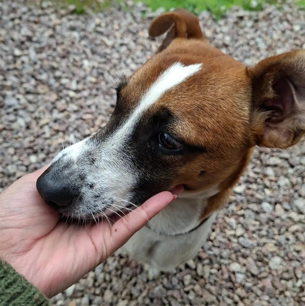 Milo, cachorro de porte médio para adoção em Pelotas - RS — foto 2 de 8