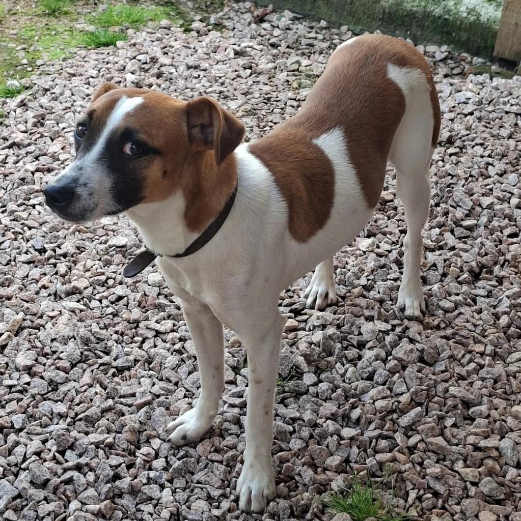 Milo, cachorro de porte médio para adoção em Pelotas - RS — foto 3 de 8