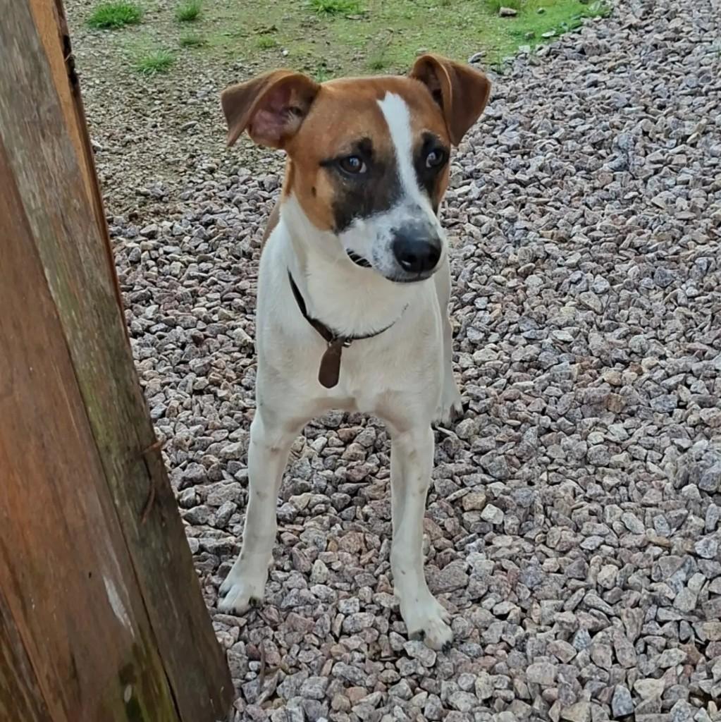 Milo, cachorro de porte médio para adoção em Pelotas - RS — foto 4 de 8
