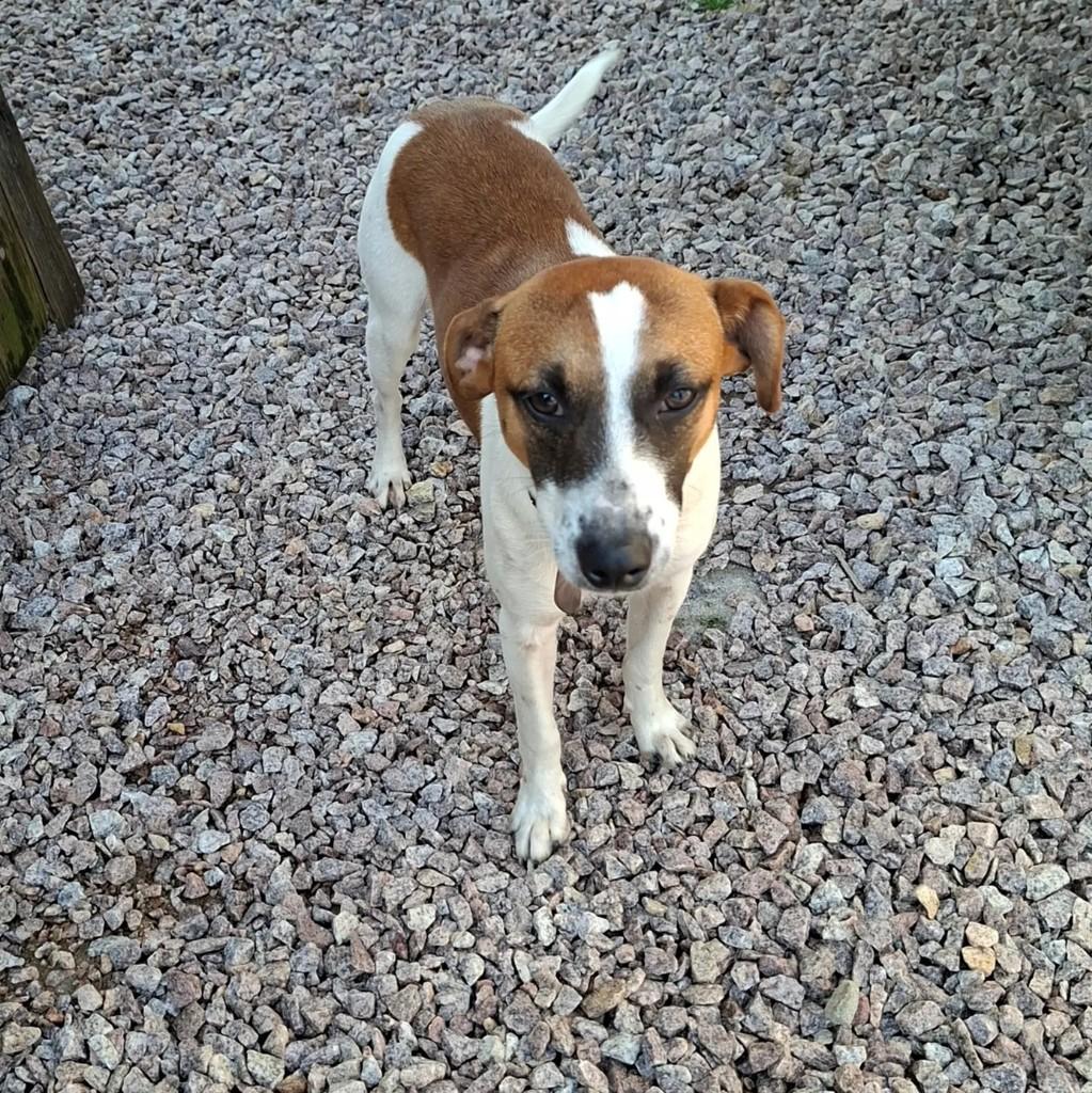 Milo, cachorro de porte médio para adoção em Pelotas - RS — foto 5 de 8