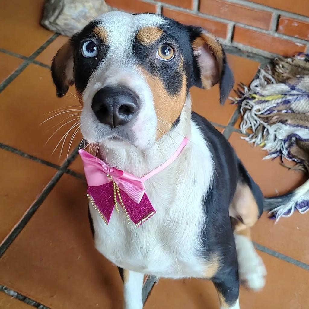 Tulipa, cadela de porte grande para adoção em Pelotas - RS