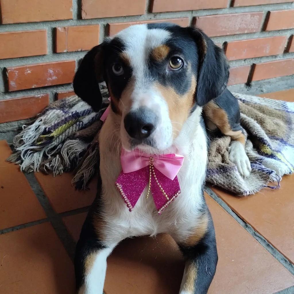 Tulipa, cadela de porte grande para adoção em Pelotas - RS — foto 2 de 3