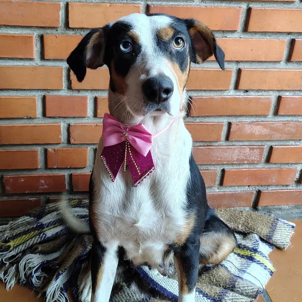 Tulipa, cadela de porte grande para adoção em Pelotas - RS — foto 3 de 3