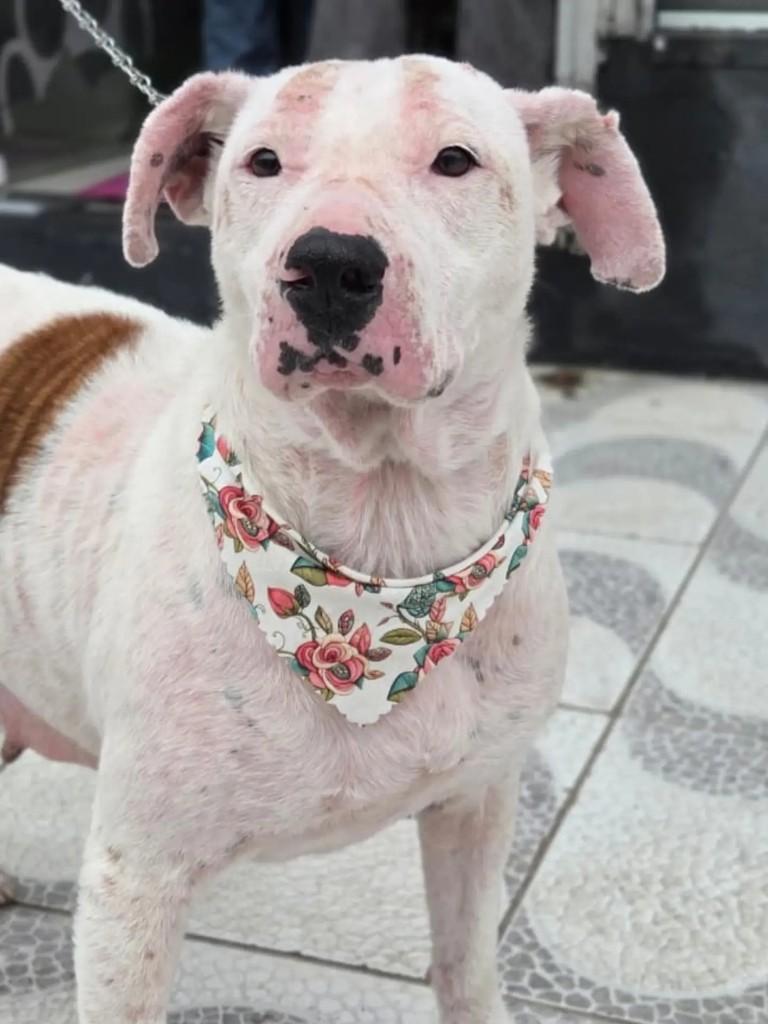 Alba White, cadela de porte médio para adoção em Pelotas - RS — foto 4 de 5