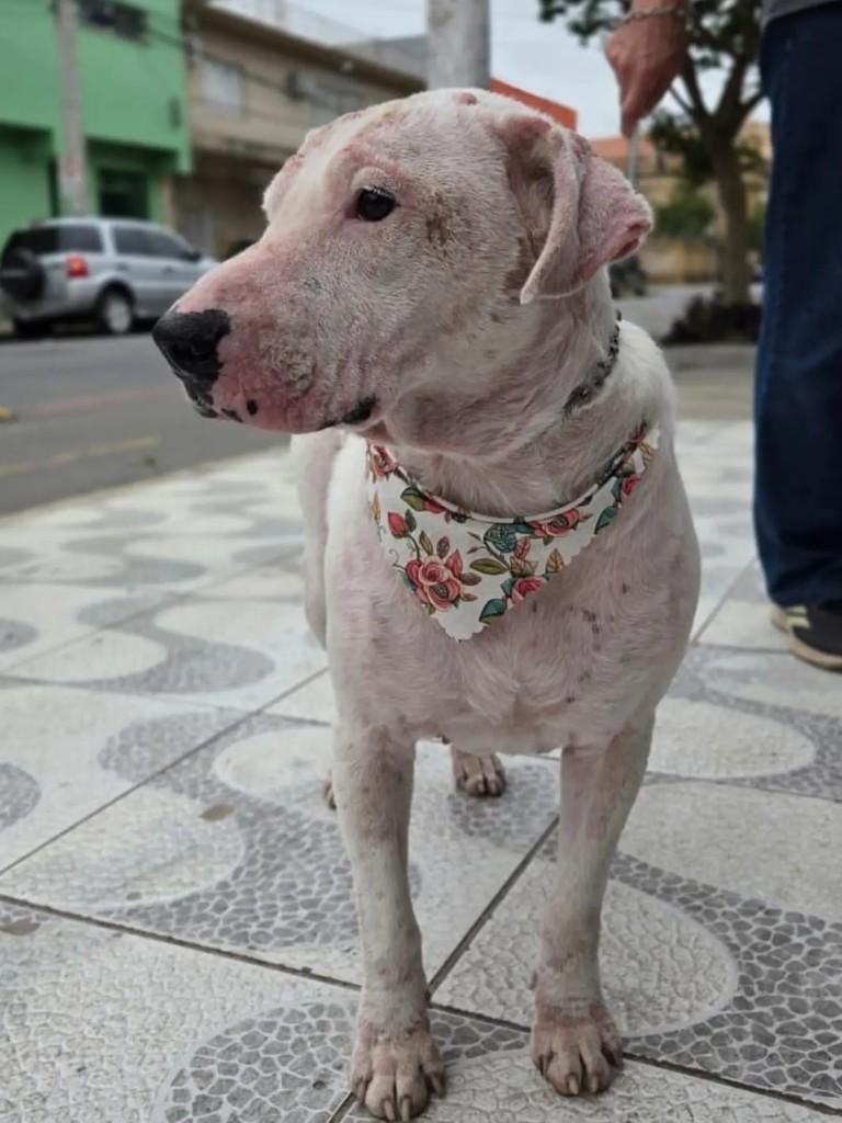 Alba White, cadela de porte médio para adoção em Pelotas - RS — foto 5 de 5