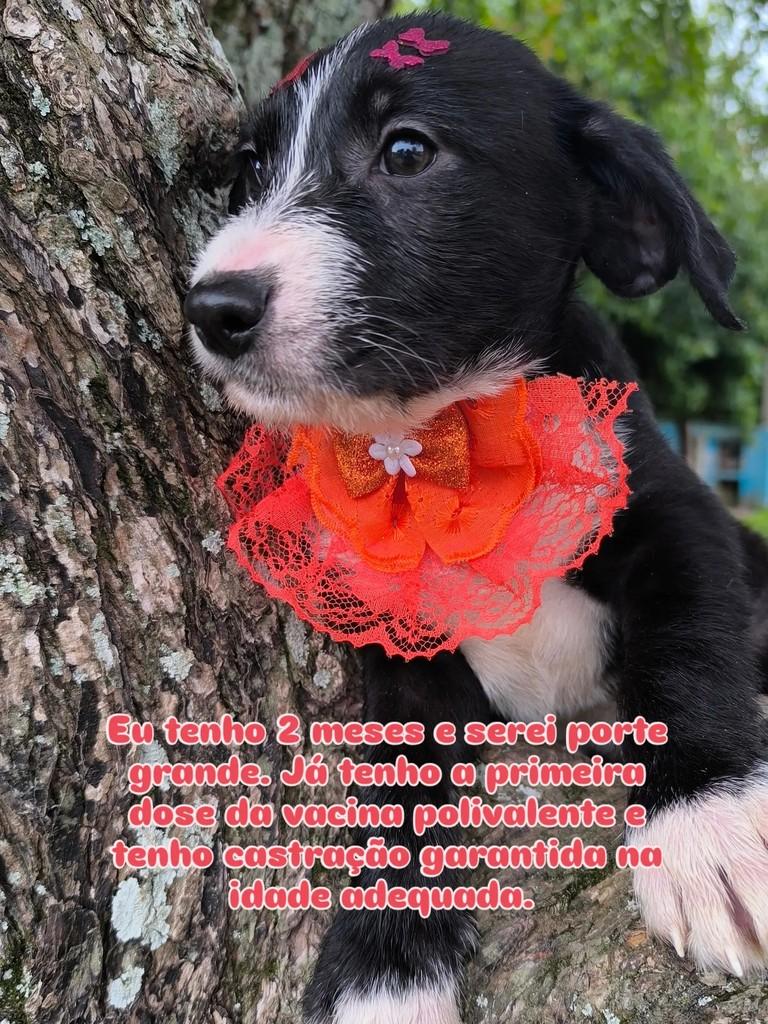 Justina, cadela de porte pequeno para adoção em Pelotas - RS — foto 2 de 4