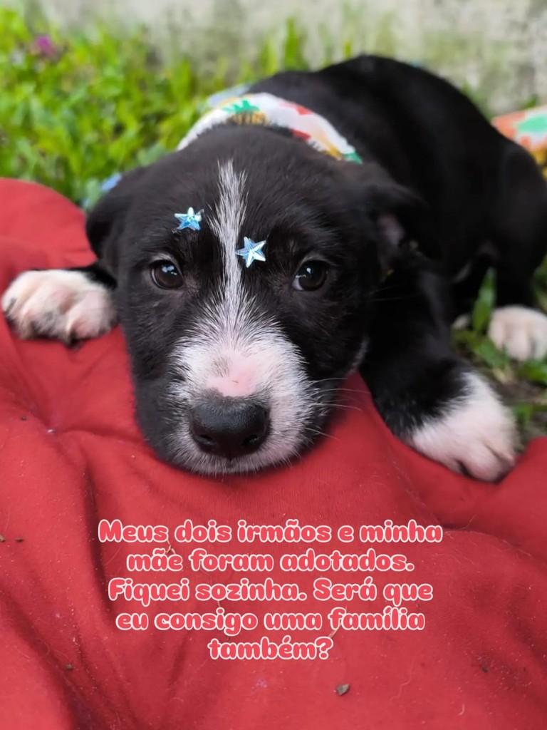 Justina, cadela de porte pequeno para adoção em Pelotas - RS — foto 3 de 4