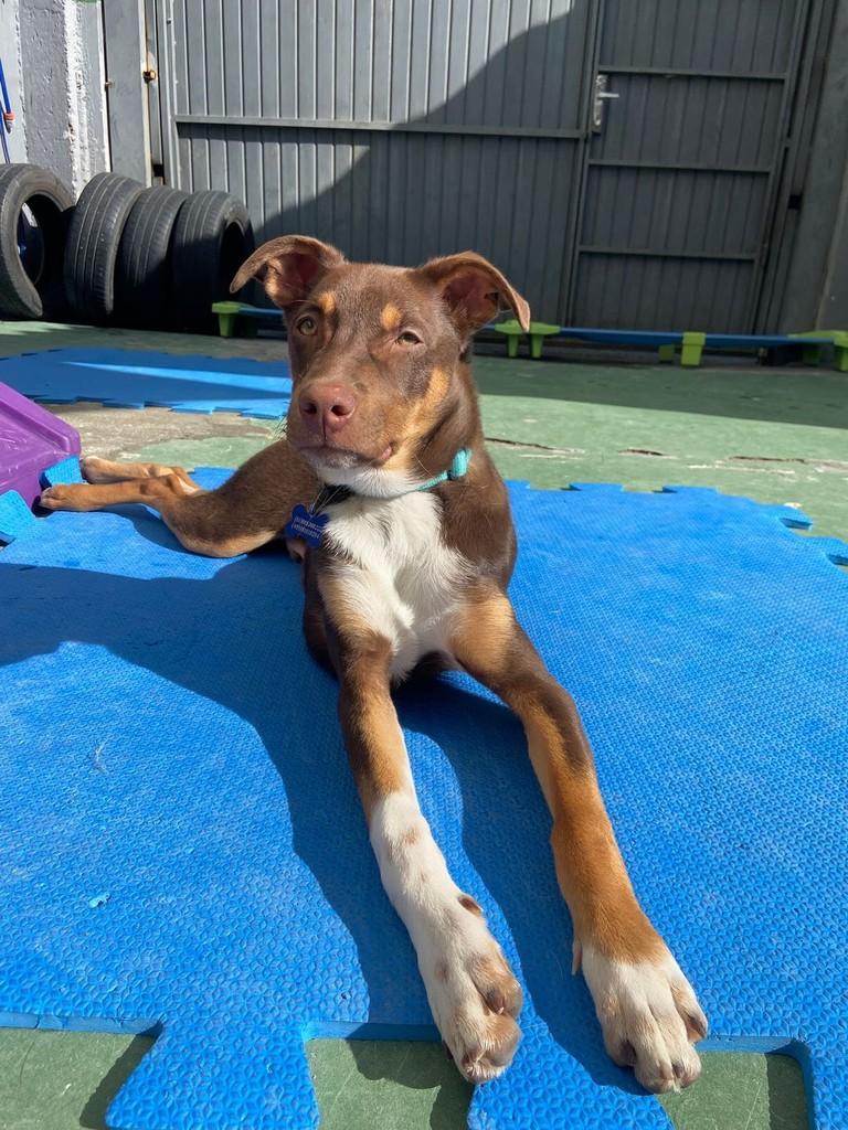 Chase, cachorro de porte médio para adoção em Porto Alegre - RS