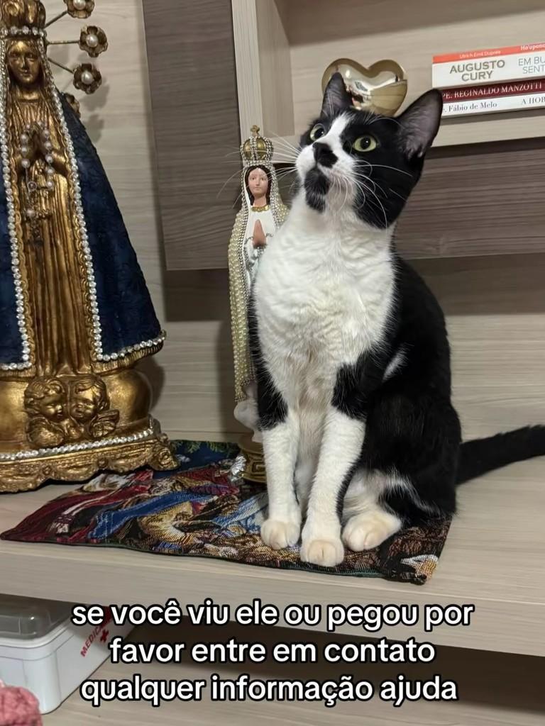 Gorduxo, gato de porte médio para adoção em Tangará da Serra - MT