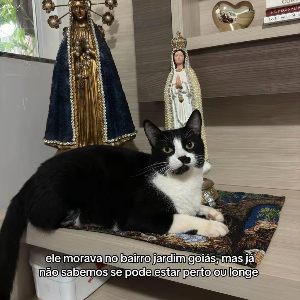 Gordo, gato de porte médio para adoção em Tangará da Serra - MT