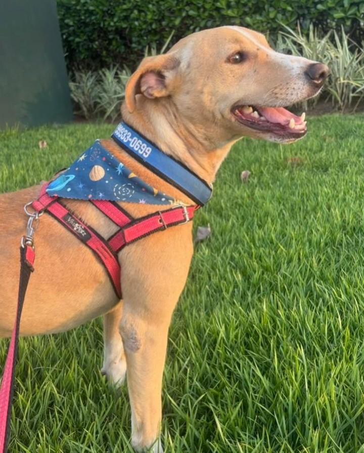 Marley, cachorro de porte médio para adoção em São José do Rio Preto - SP