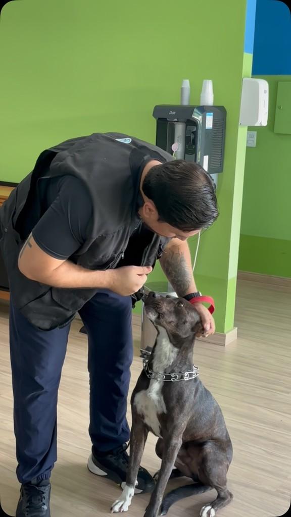 Thor, cachorro de porte médio para adoção em São José do Rio Preto - SP