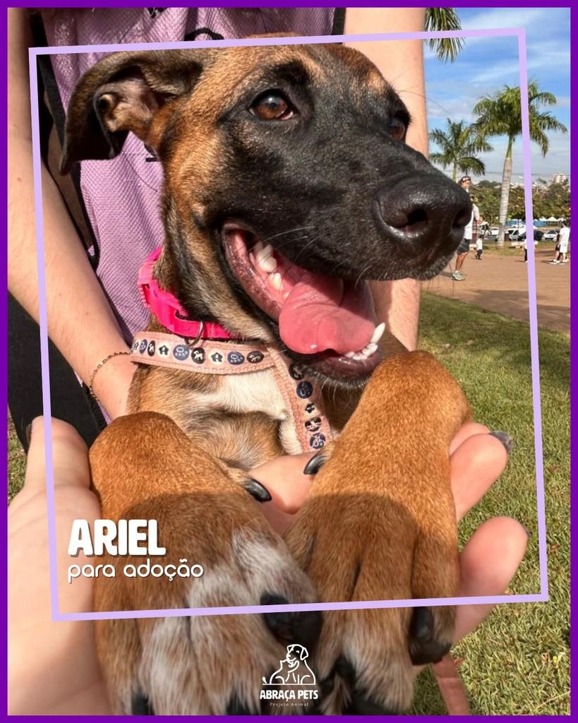 Ariel, cadela de porte médio para adoção em São José do Rio Preto - SP