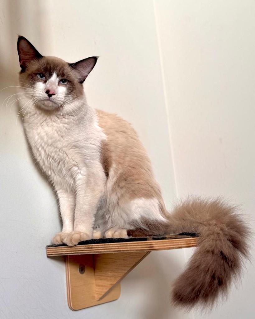 Olaf, gato de porte médio para adoção em São José do Rio Preto - SP