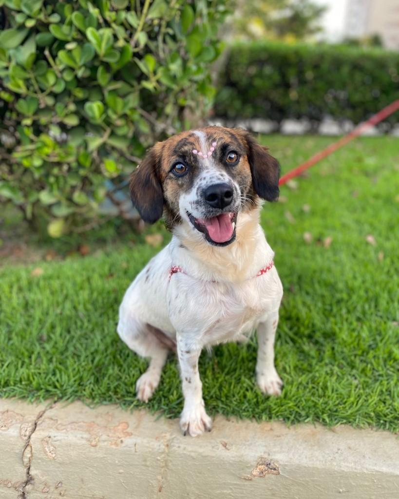 Florzinha, cachorro de porte médio para adoção em São José do Rio Preto - SP