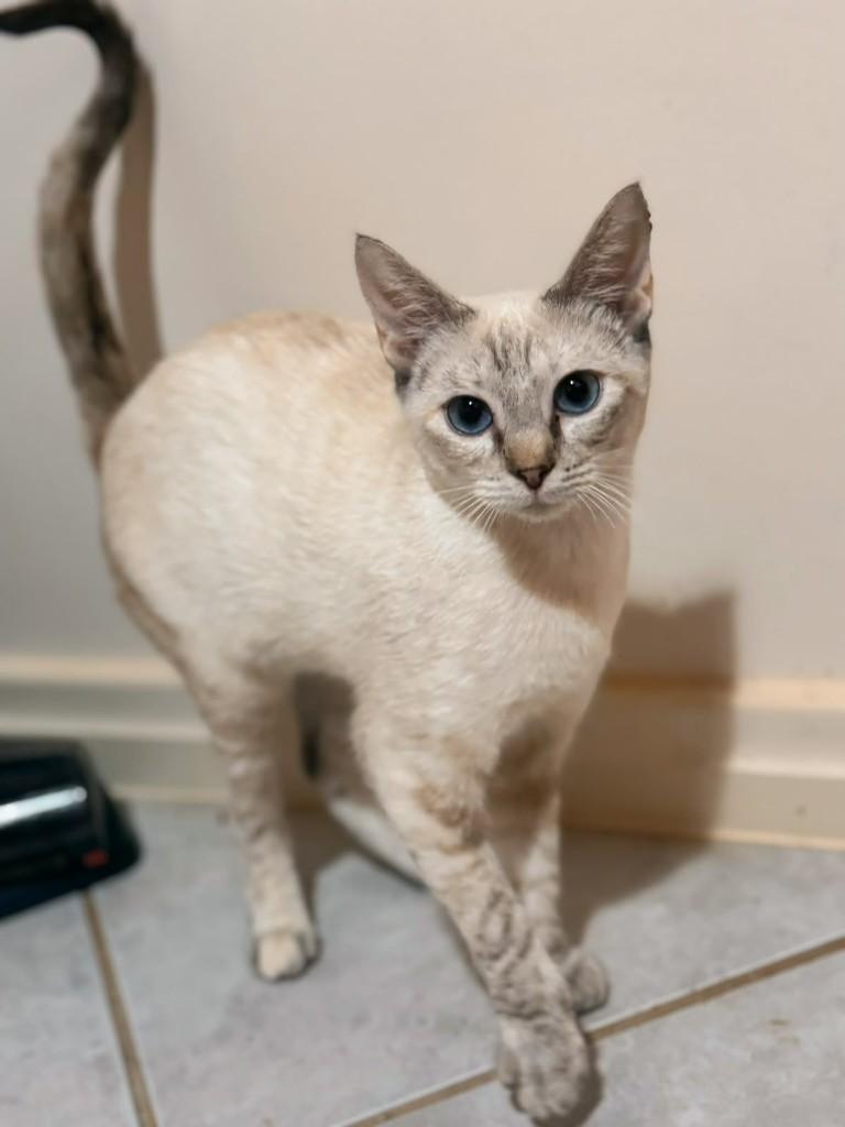 Ceci, gata de porte pequeno para adoção em São José do Rio Preto - SP