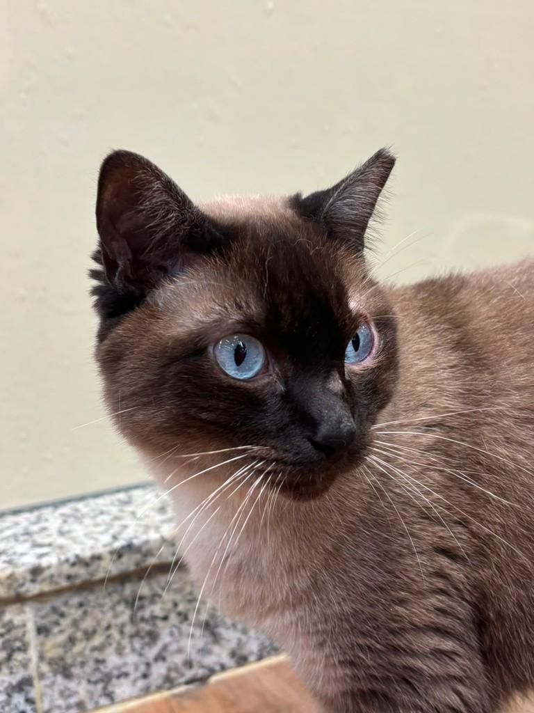 Pirilampo, gato de porte médio para adoção em São José do Rio Preto - SP