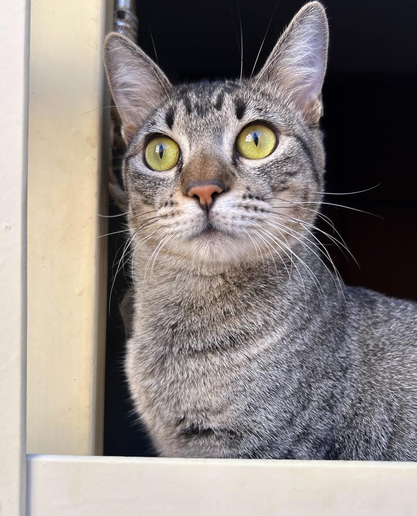 Joca, gato de porte médio para adoção em São José do Rio Preto - SP