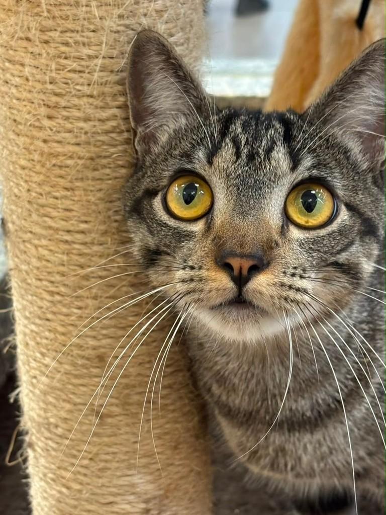 Romeu, gato de porte pequeno para adoção em São José do Rio Preto - SP