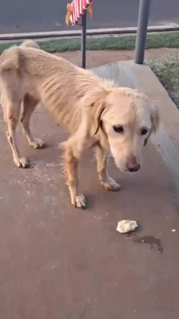 Mila, cachorro de porte médio para adoção em São José do Rio Preto - SP