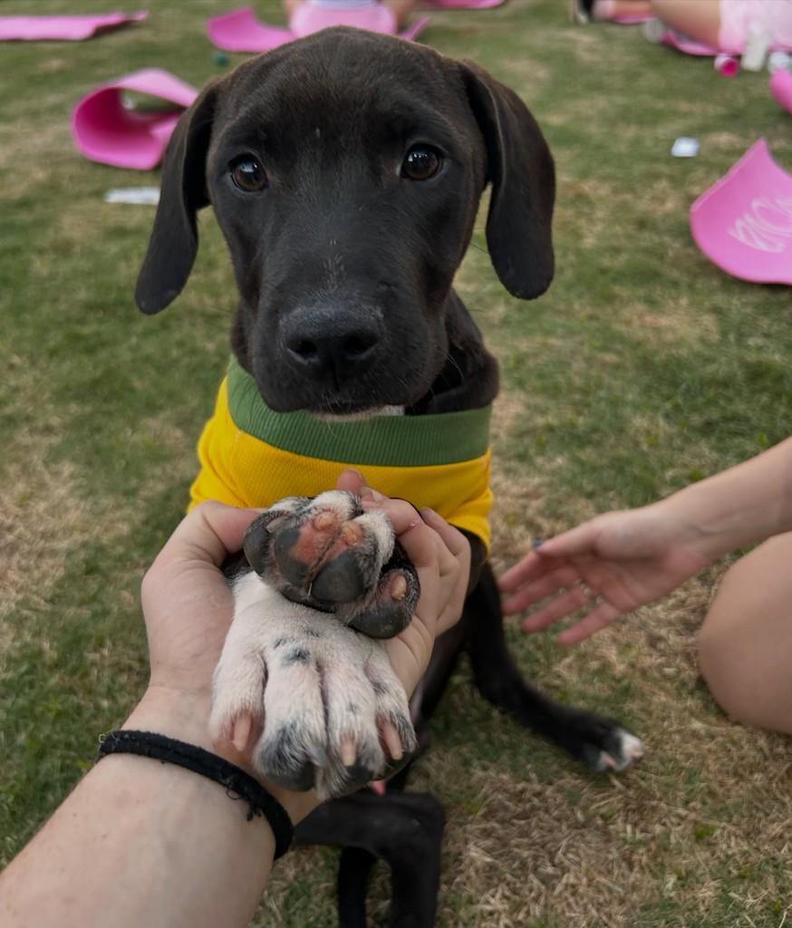 Tony, cachorro de porte médio para adoção em São José do Rio Preto - SP