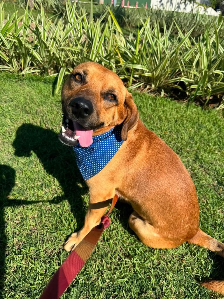 Caramelo, cachorro de porte médio para adoção em São José do Rio Preto - SP
