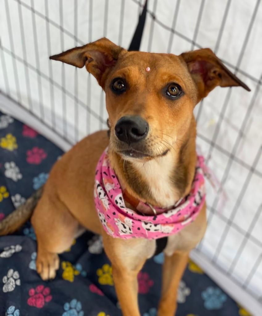 Lola, cadela de porte pequeno para adoção em São José do Rio Preto - SP
