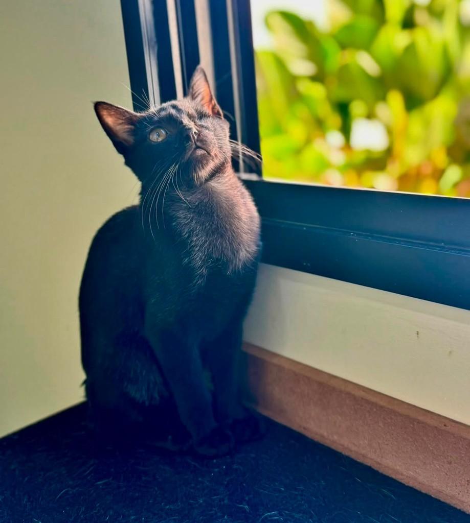 Pirata, gato para adoção em São José do Rio Preto - SP