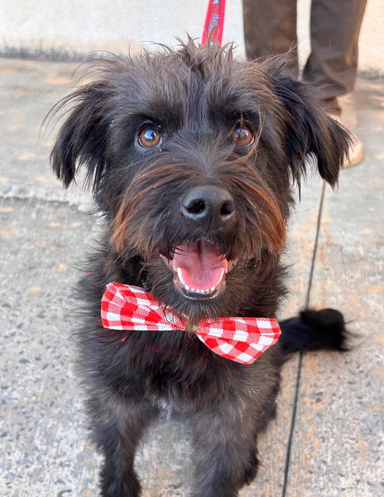 Elvis, cachorro de porte médio para adoção em São José do Rio Preto - SP