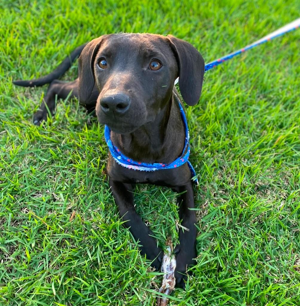 Cleber, cachorro de porte médio para adoção em São José do Rio Preto - SP