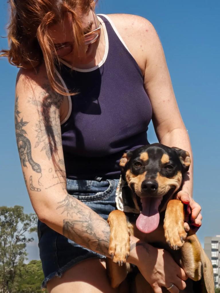 Nial, cachorro de porte médio para adoção em São José do Rio Preto - SP