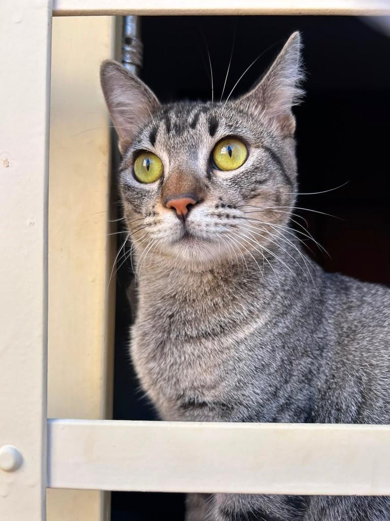 Joaquim, gato de porte médio para adoção em São José do Rio Preto - SP