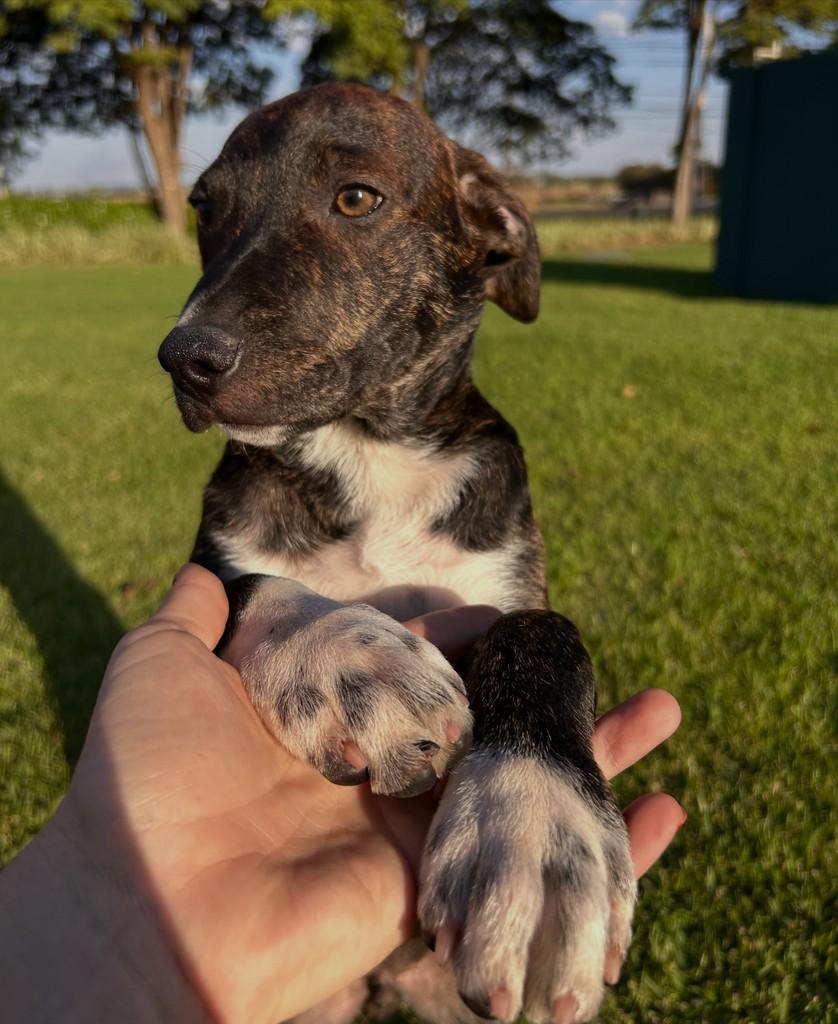 Theo, cachorro de porte médio para adoção em São José do Rio Preto - SP