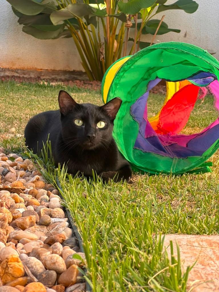 Miguel, gato de porte pequeno para adoção em São José do Rio Preto - SP