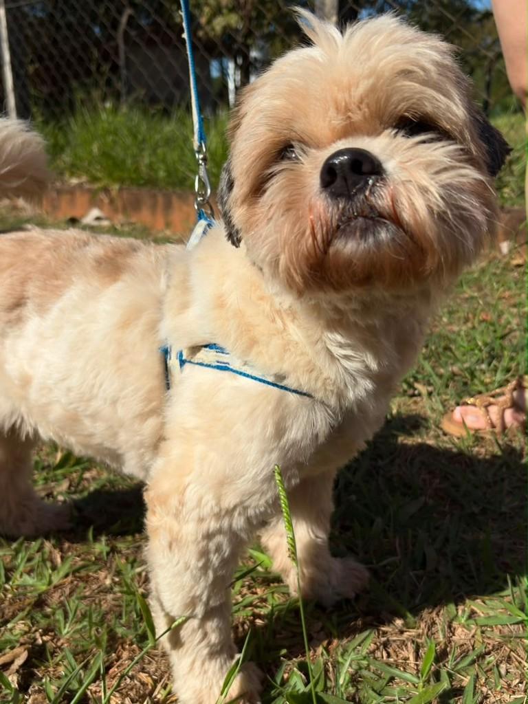 Totó, cachorro de porte pequeno para adoção em São José do Rio Preto - SP