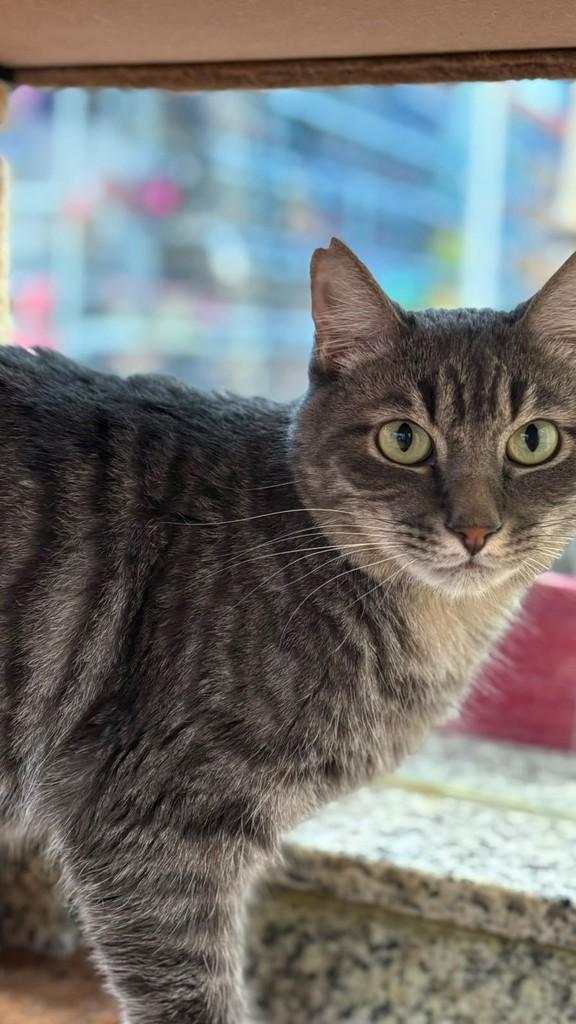 Pablo, gato de porte médio para adoção em São José do Rio Preto - SP
