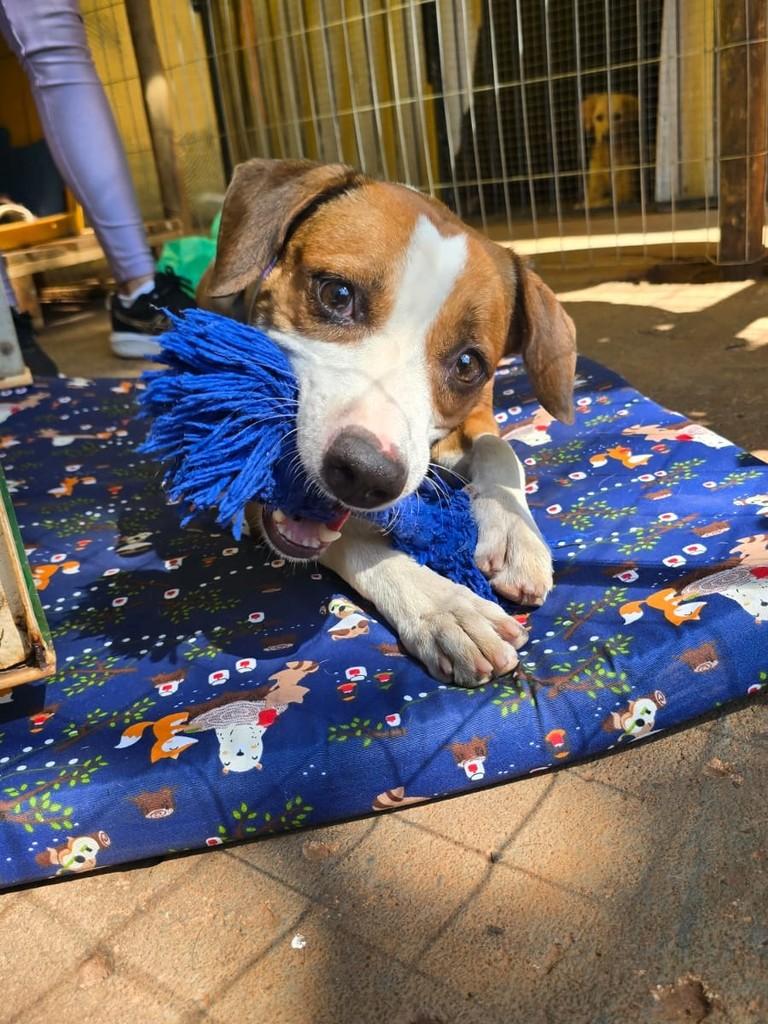 Toddy, cachorro de porte médio para adoção em São José do Rio Preto - SP