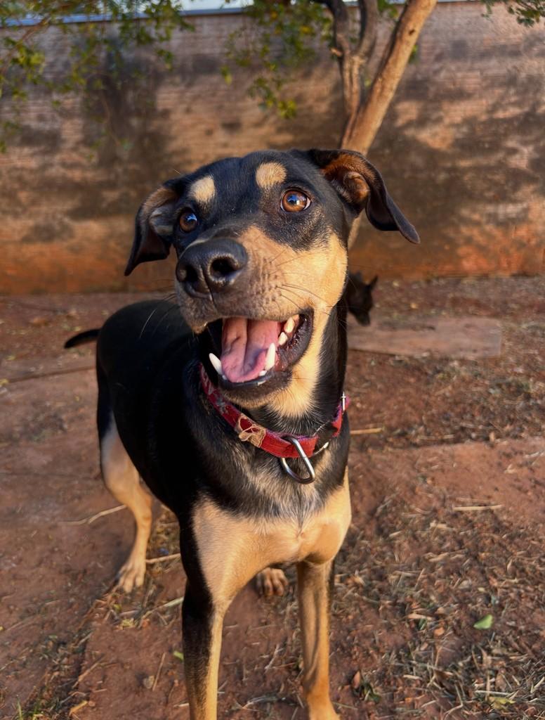 Niall, cachorro de porte médio para adoção em São José do Rio Preto - SP