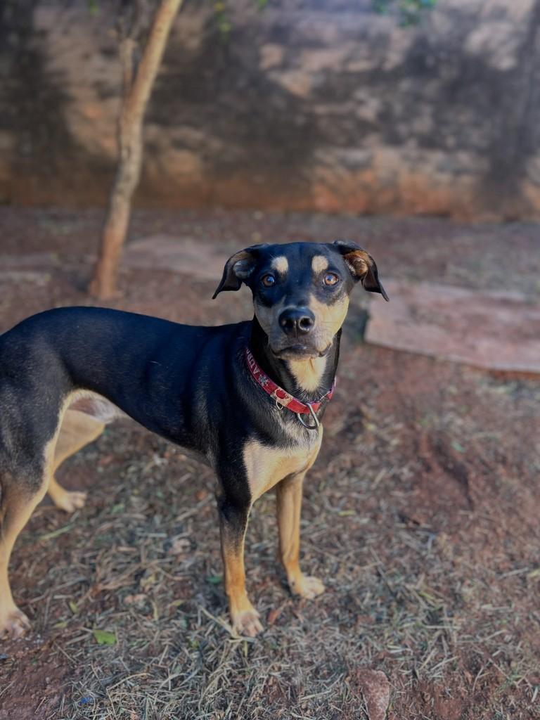 Niall, cachorro de porte médio para adoção em São José do Rio Preto - SP — foto 2 de 7