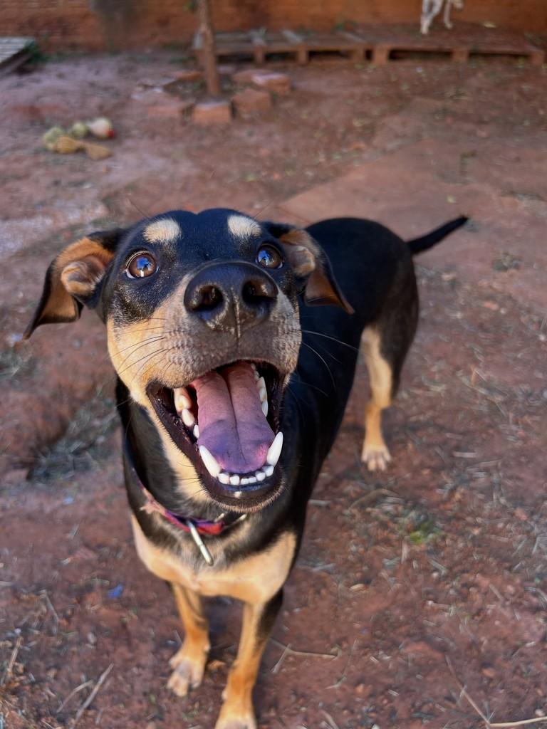 Niall, cachorro de porte médio para adoção em São José do Rio Preto - SP — foto 3 de 7