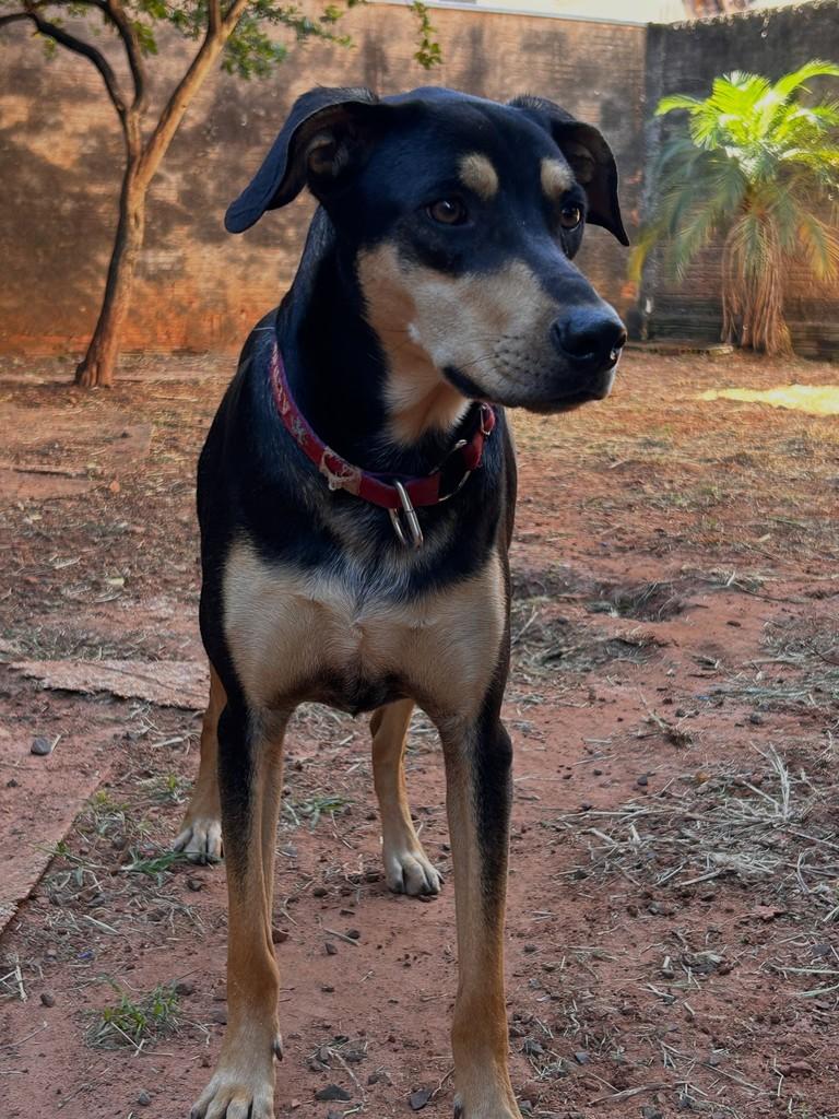 Niall, cachorro de porte médio para adoção em São José do Rio Preto - SP — foto 4 de 7