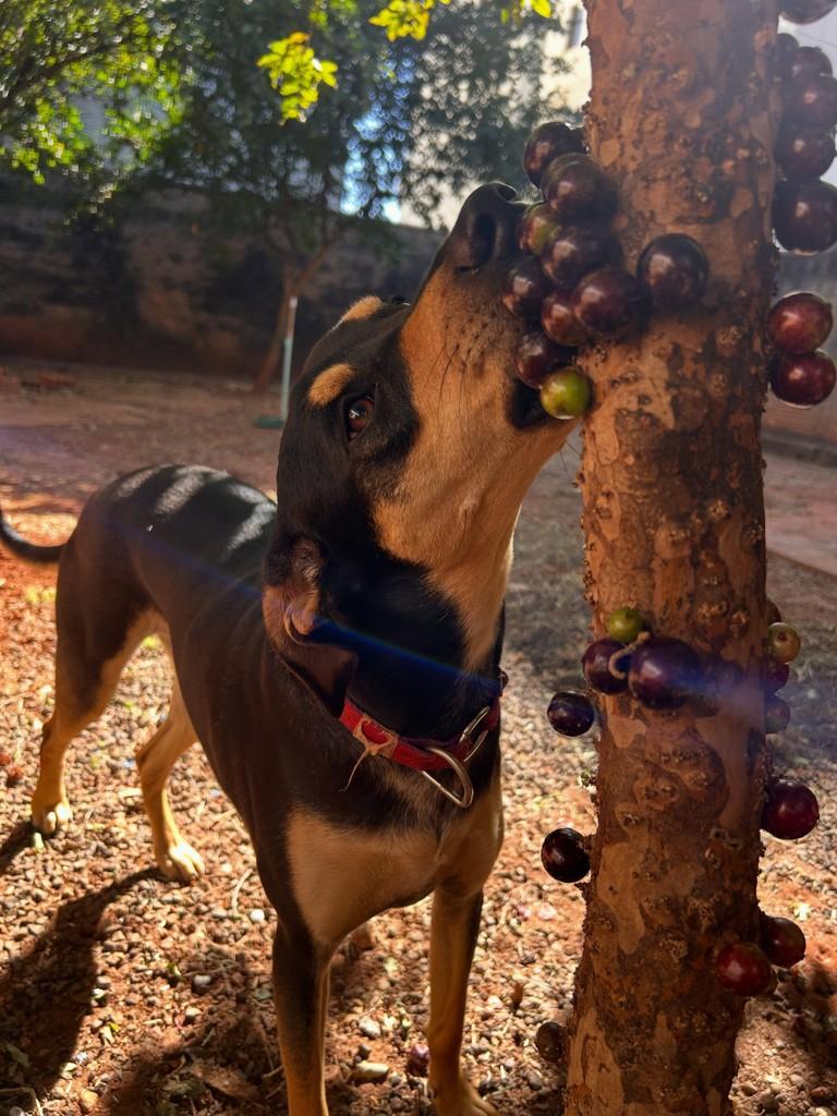 Niall, cachorro de porte médio para adoção em São José do Rio Preto - SP — foto 5 de 7