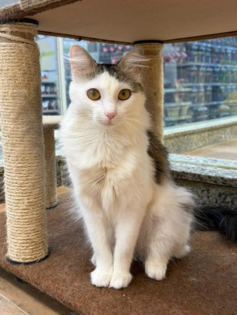 Betina, gata de porte médio para adoção em São José do Rio Preto - SP