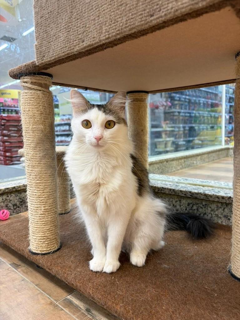Betina, gata de porte médio para adoção em São José do Rio Preto - SP — foto 2 de 4
