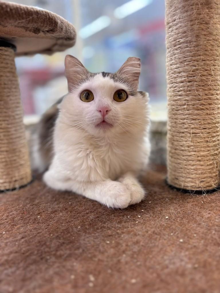 Betina, gata de porte médio para adoção em São José do Rio Preto - SP — foto 3 de 4