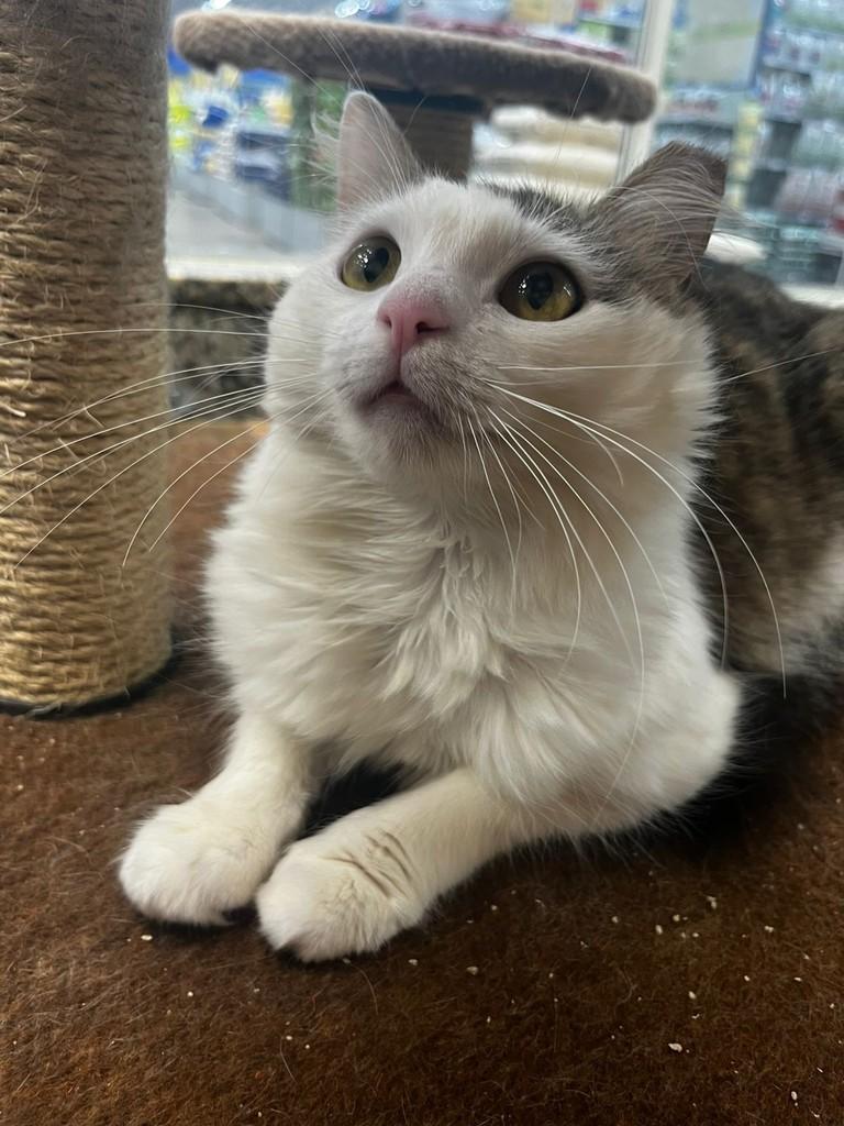 Betina, gata de porte médio para adoção em São José do Rio Preto - SP — foto 4 de 4