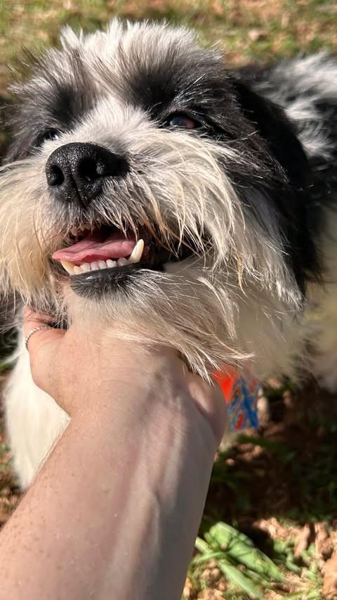 Kiko, cachorro de porte pequeno para adoção em São José do Rio Preto - SP