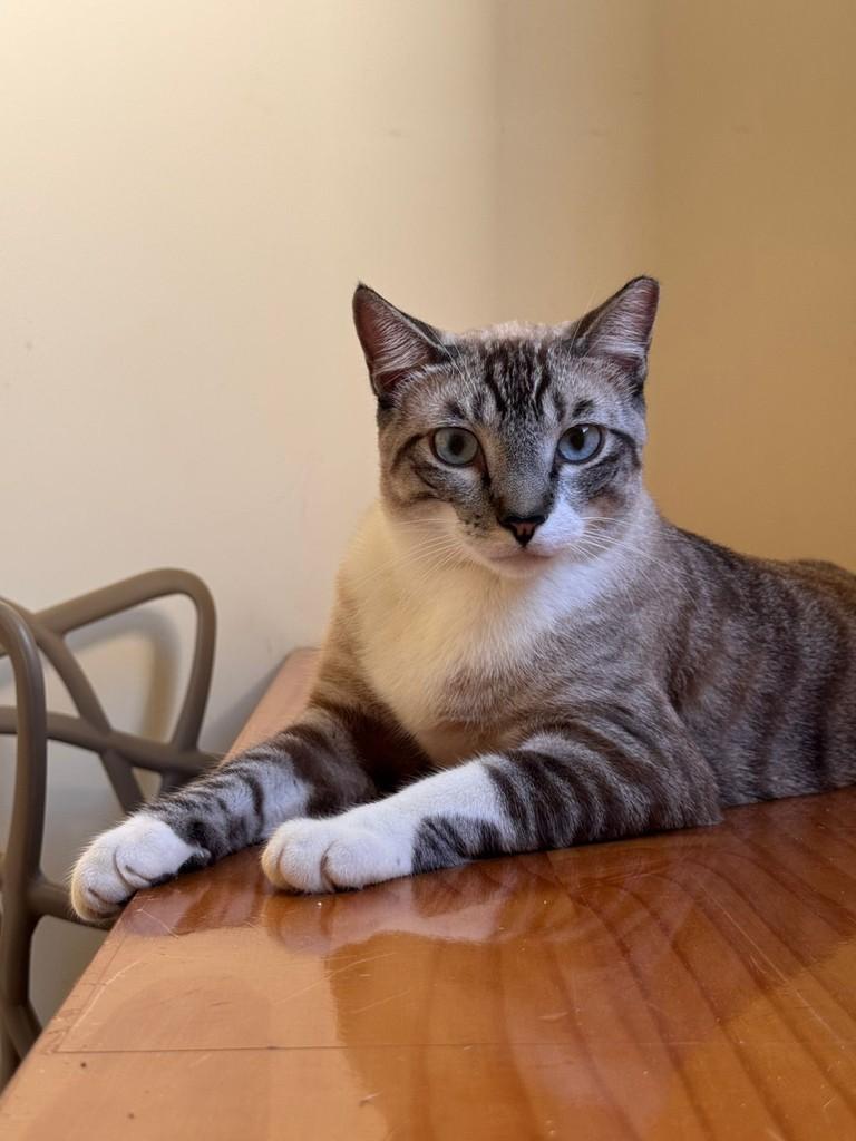 Samuel, gato de porte médio para adoção em São José do Rio Preto - SP