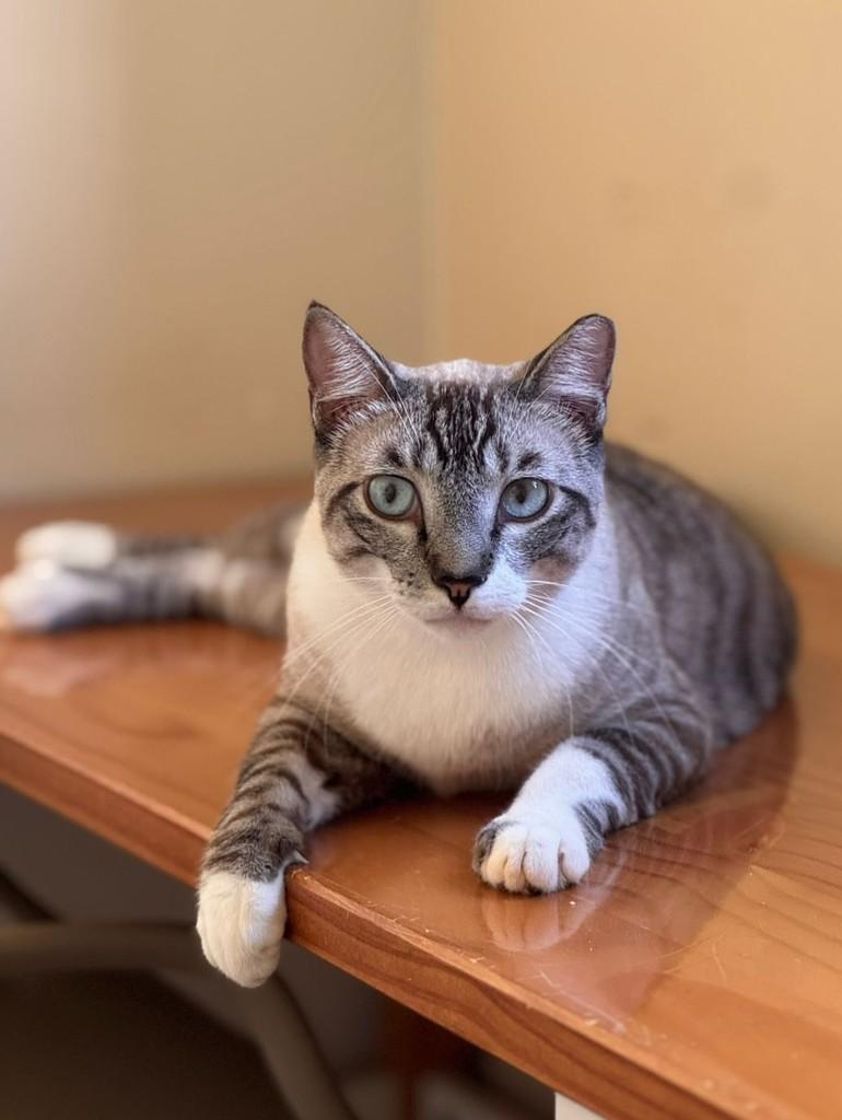 Samuel, gato de porte médio para adoção em São José do Rio Preto - SP — foto 2 de 4