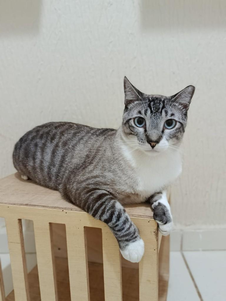 Samuel, gato de porte médio para adoção em São José do Rio Preto - SP — foto 3 de 4